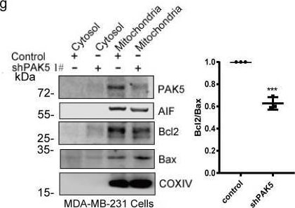 Detection of PAK7 by Western Blot