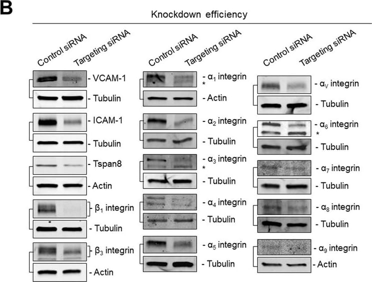 Detection of TSPAN8 by Western Blot