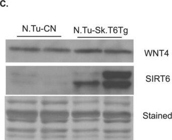 Detection of Wnt-4 by Western Blot