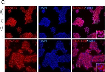 Detection of TRA-1-60(R) by Immunocytochemistry/ Immunofluorescence