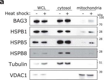 Detection of AlphaB Crystallin/CRYAB by Western Blot