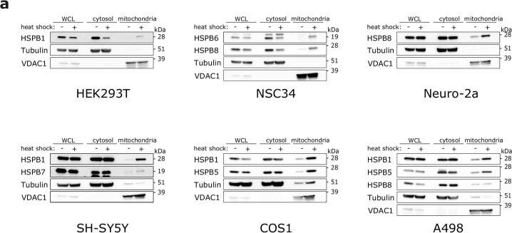 Detection of AlphaB Crystallin/CRYAB by Western Blot