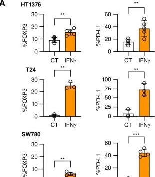 Detection of IFN-gamma by Flow Cytometry