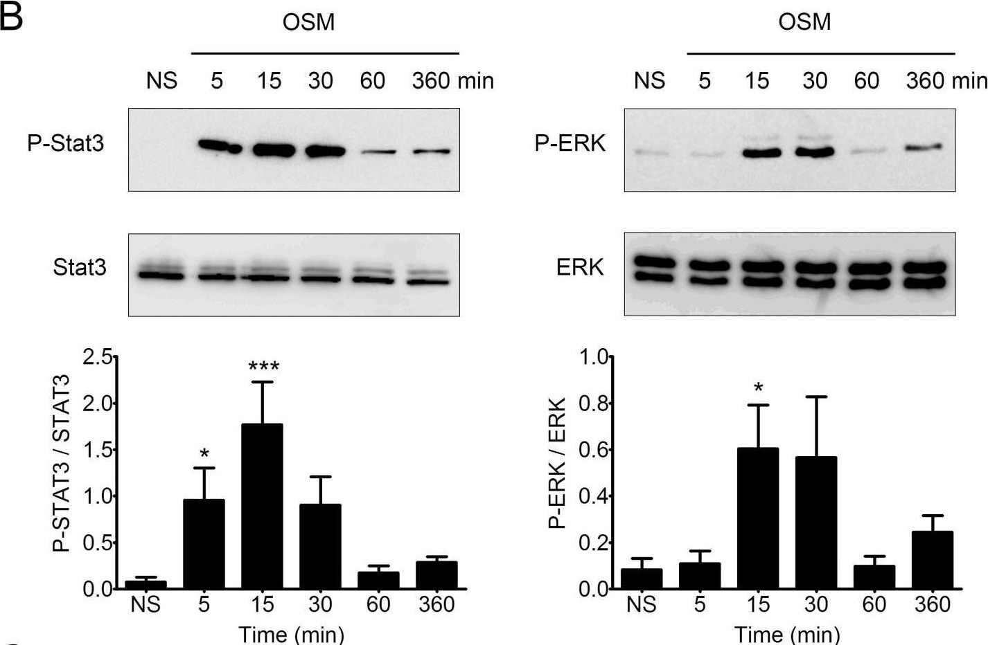Detection of Oncostatin M (OSM) by Western Blot