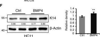 Detection of BMP-4 by Western Blot
