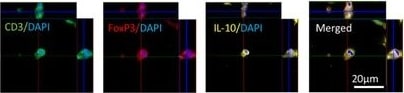 Detection of Rat IL-10 by Immunohistochemistry