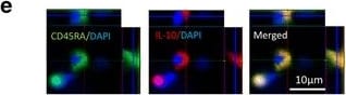 Detection of Rat IL-10 by Immunohistochemistry