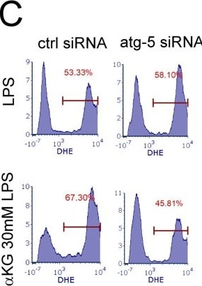 Detection of ATG5 by Flow Cytometry