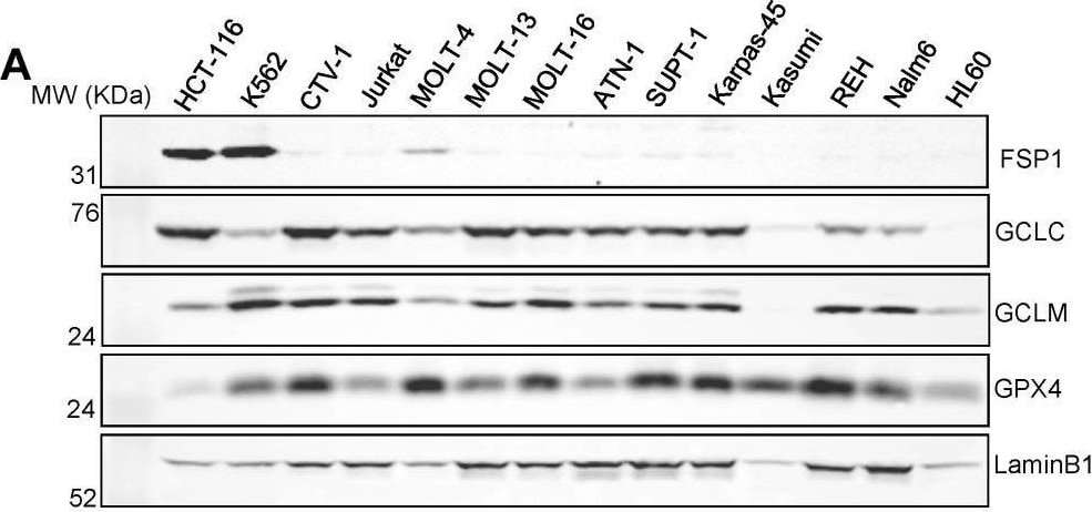 Detection of Glutathione Peroxidase 4/GPX4 by Western Blot