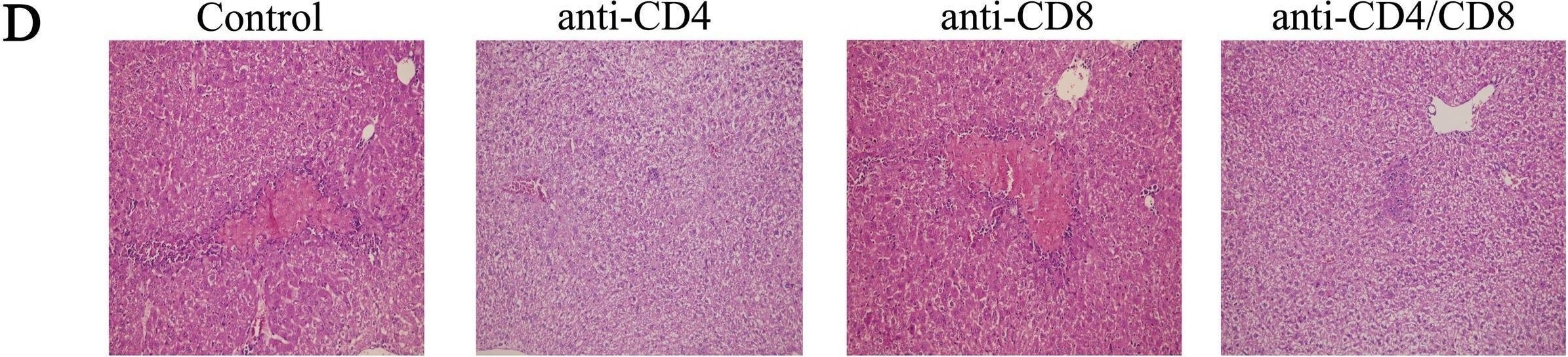 Detection of CD4 by Immunohistochemistry