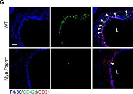 Detection of F4/80/EMR1 by Immunohistochemistry
