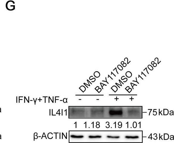 Detection of IL-4I1 by Western Blot