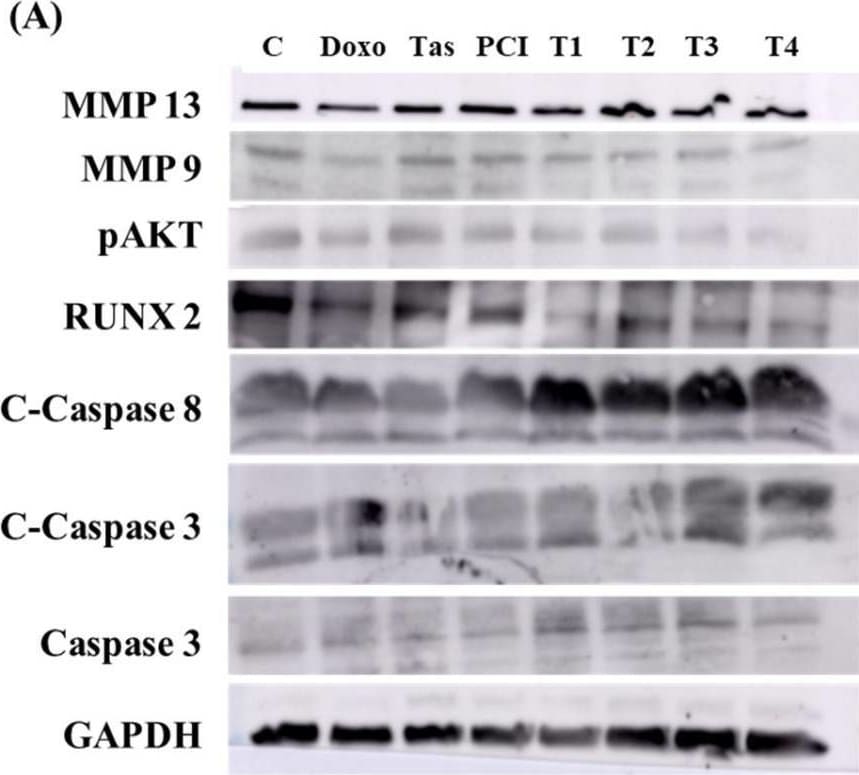 Detection of GAPDH by Western Blot