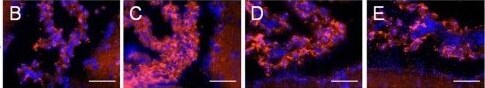 Detection of Mouse CX3CL1/Fractalkine by Immunocytochemistry/Immunofluorescence