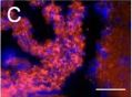 Detection of Mouse CX3CL1/Fractalkine by Immunocytochemistry/Immunofluorescence
