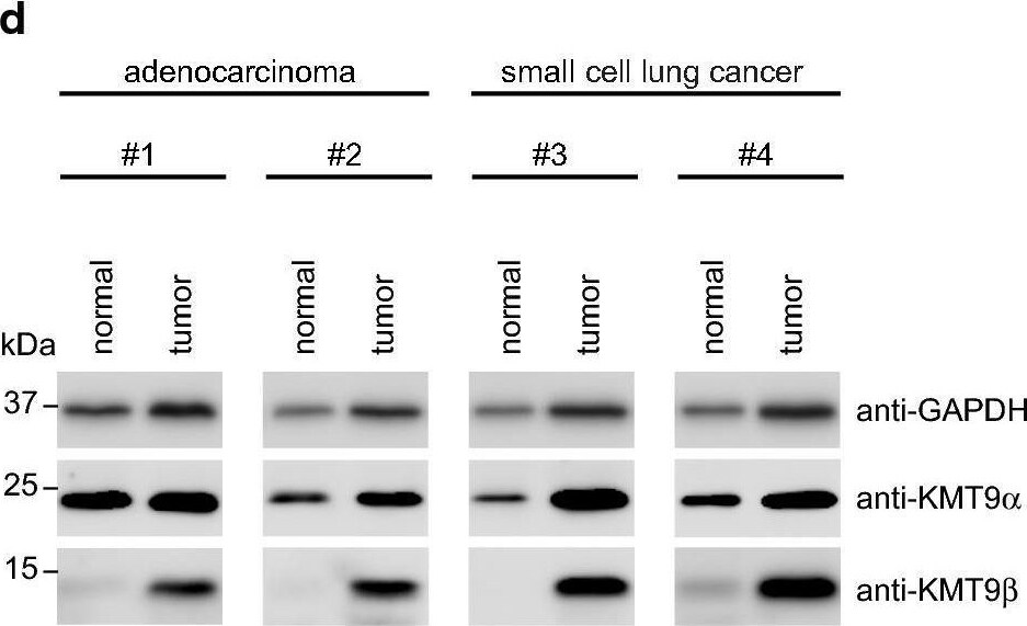 Detection of CD27/TNFRSF7 by Western Blot