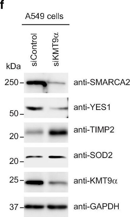 Detection of CD27/TNFRSF7 by Western Blot