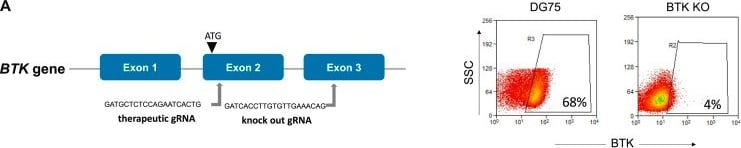 Detection of BTK by Flow Cytometry