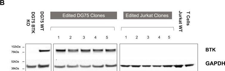 Detection of BTK by Western Blot