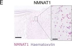 Detection of NMNAT-1 by Immunohistochemistry