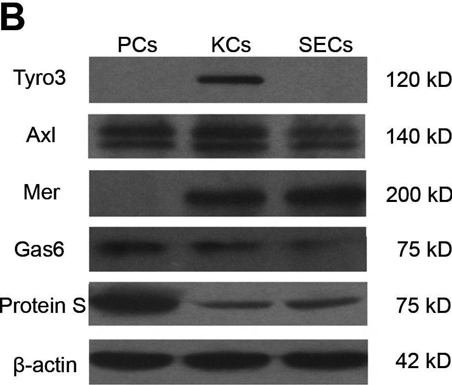 Detection of Mouse Mer by Western Blot