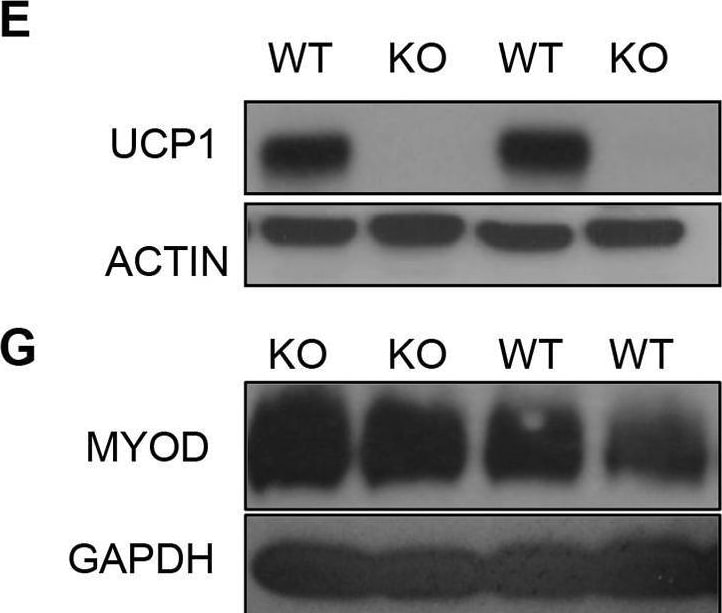Detection of MyoD by Western Blot