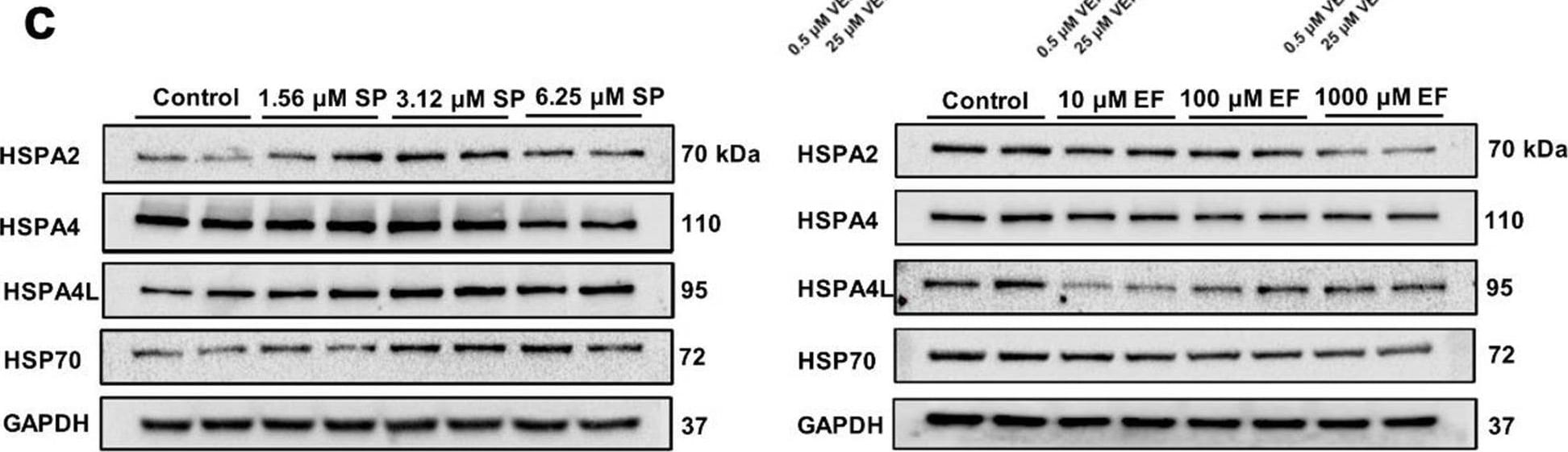Detection of HSPA2 by Western Blot