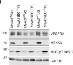 Detection of MEKK3 by Western Blot