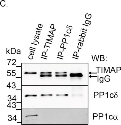 Detection of PP1 alpha by Western Blot