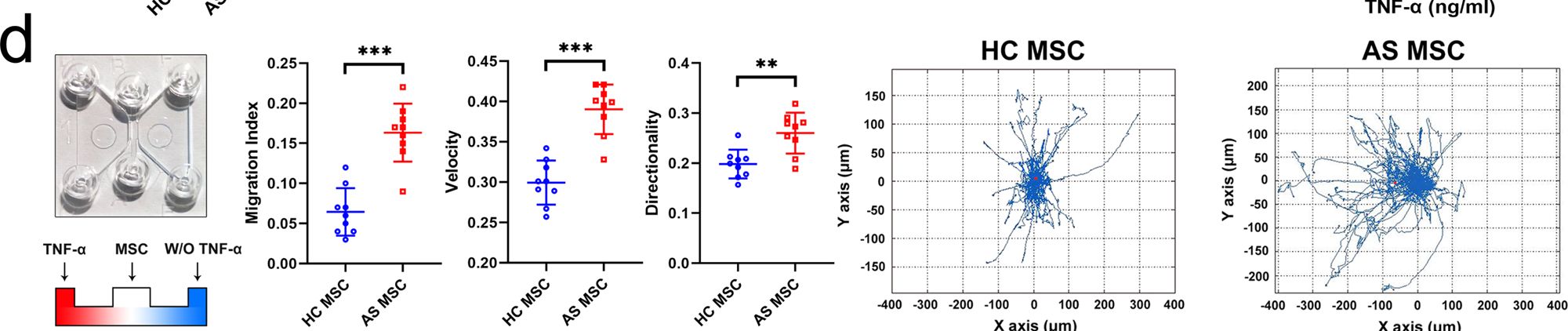 Detection of TNF-alpha by Flow Cytometry