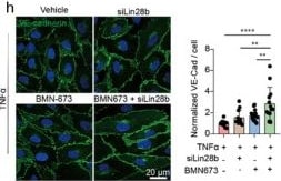Detection of TNF-alpha by Immunocytochemistry/ Immunofluorescence
