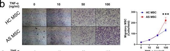 Detection of TNF-alpha by Immunohistochemistry