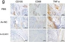 Detection of TNF-alpha by Immunohistochemistry