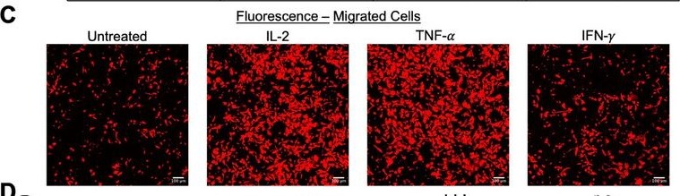 Detection of TNF-alpha by Immunohistochemistry