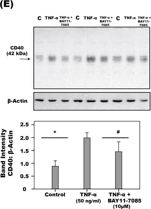 Detection of TNF-alpha by Western Blot