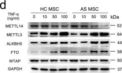 Detection of TNF-alpha by Western Blot