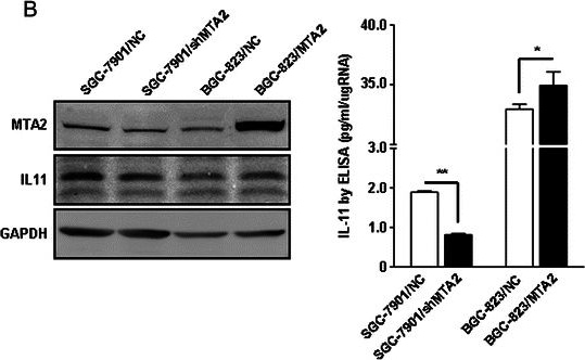 Detection of Human IL-11 by ELISA