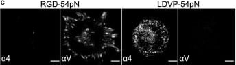 Detection of Integrin alpha 8 by Immunocytochemistry/ Immunofluorescence