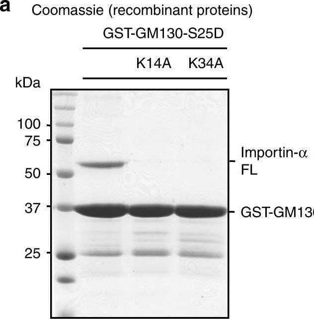Detection of Importin alpha 2/KPNA2 by Western Blot