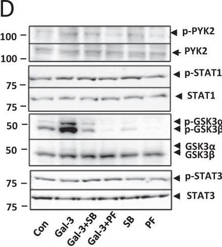 Detection of Phospho-PYK2/FAK2 (Y402) by Western Blot