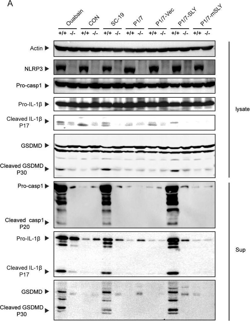 Detection of Caspase-1 by Western Blot