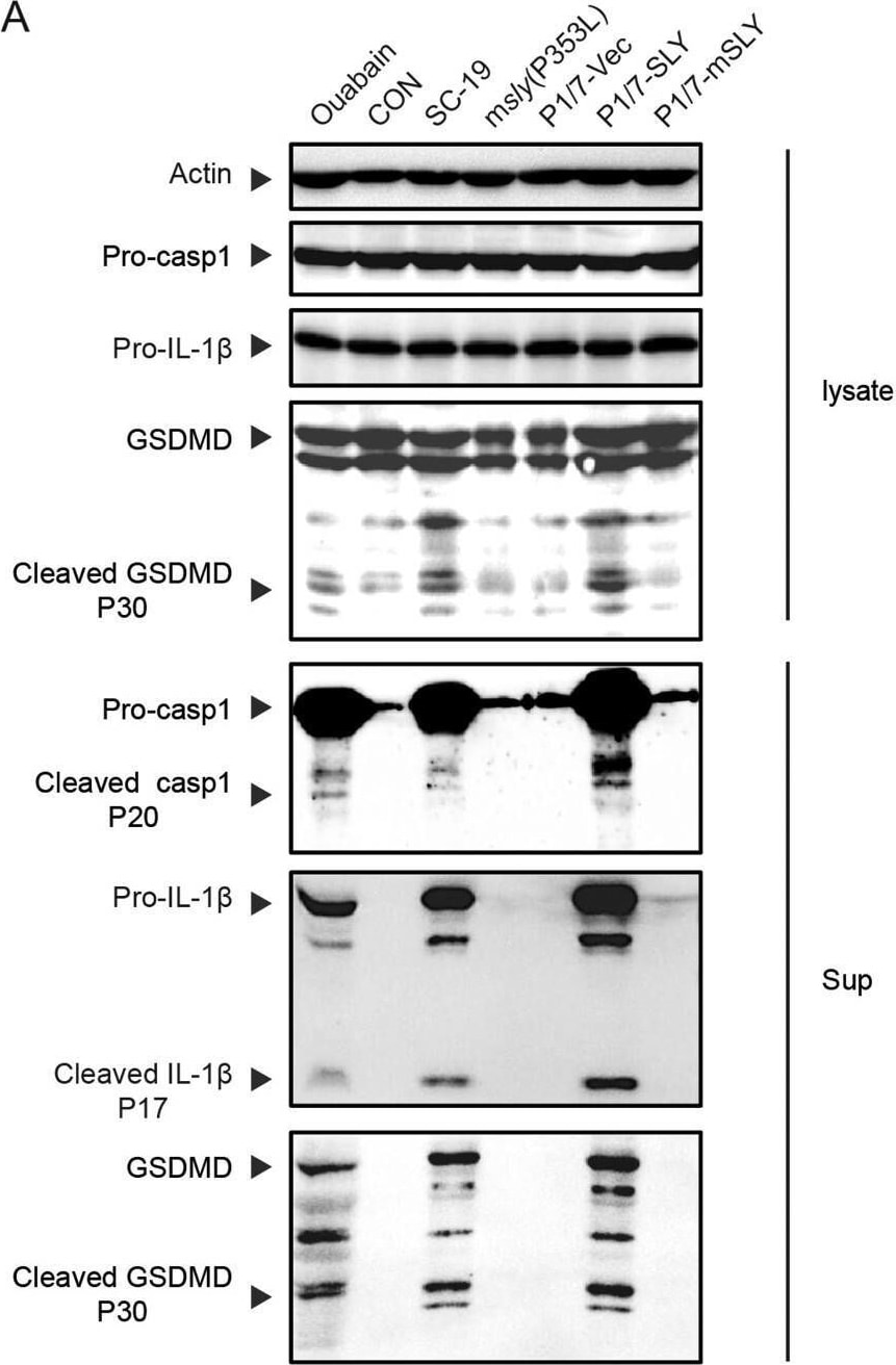 Detection of Caspase-1 by Western Blot