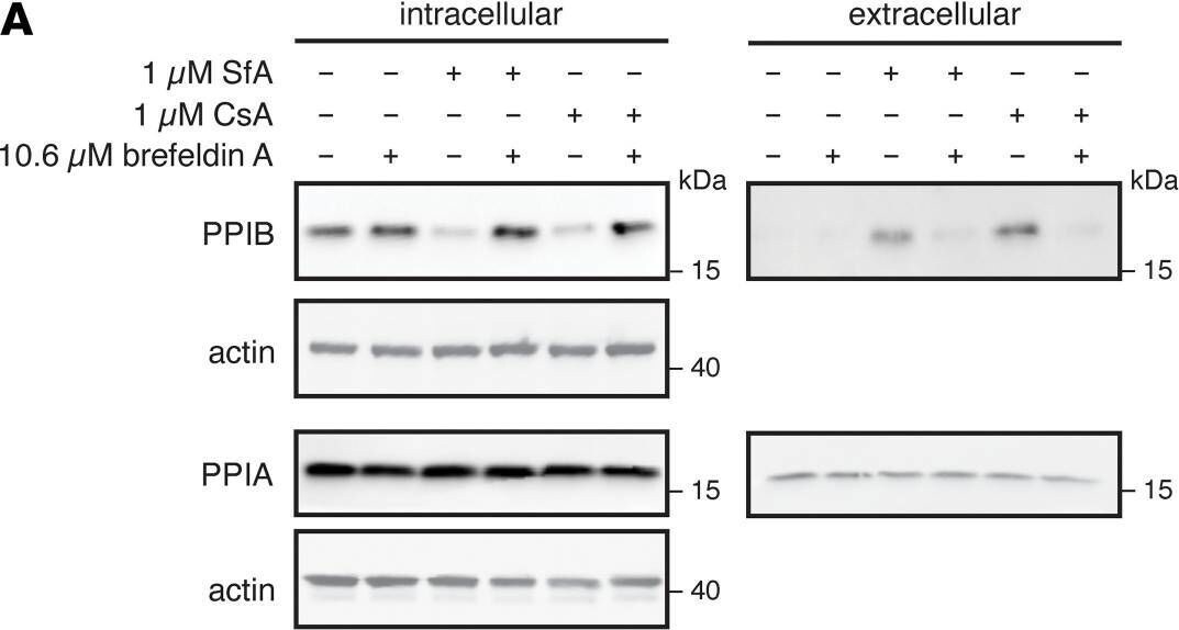 Detection of Pro-Collagen I alpha 1 by Western Blot