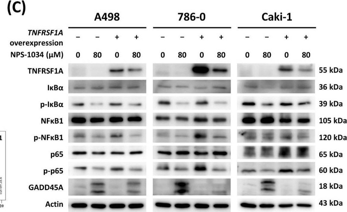 Detection of TNF RI/TNFRSF1A by Western Blot
