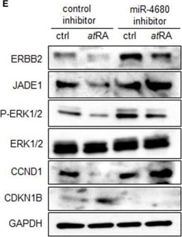Detection of Jade-1/PHF17 by Western Blot