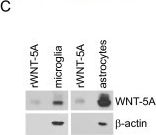 Detection of Mouse Wnt-5a by Western Blot