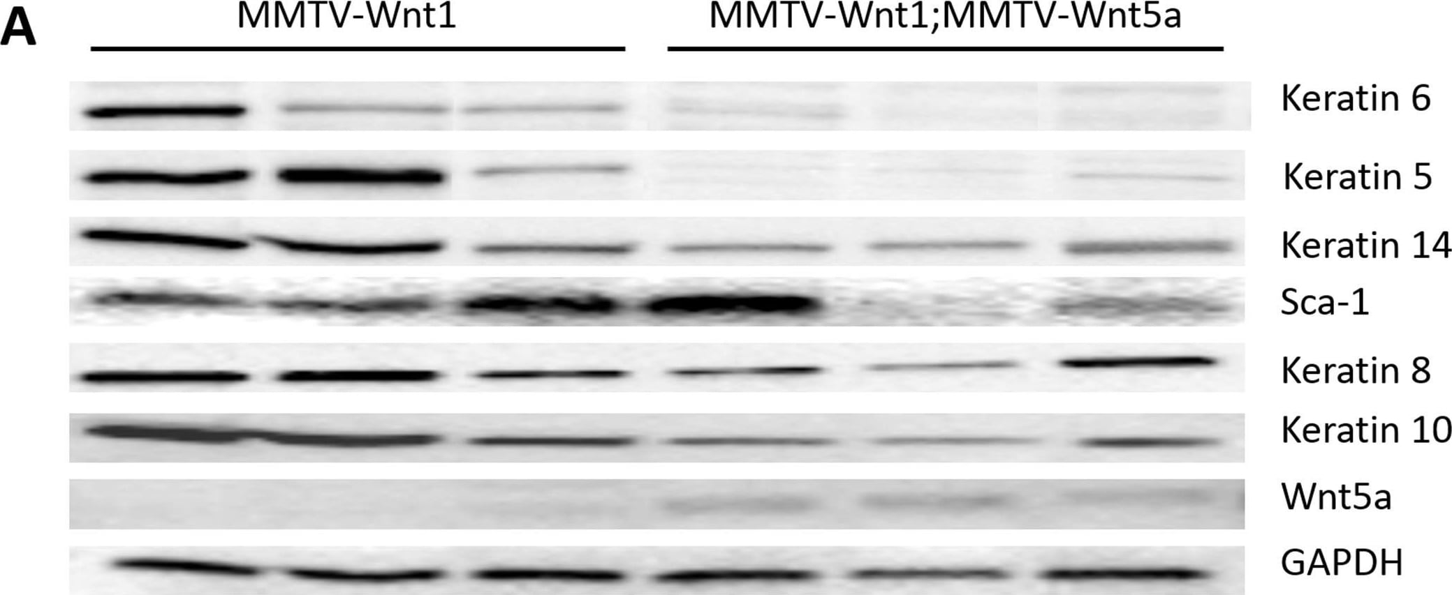 Detection of Mouse Wnt-5a by Western Blot