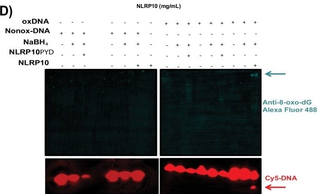 Detection of NLRP10/Pynod/NALP10 by Immunohistochemistry