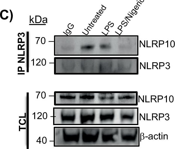 Detection of NLRP10/Pynod/NALP10 by Western Blot
