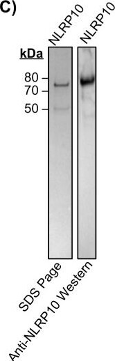 Detection of NLRP10/Pynod/NALP10 by Western Blot